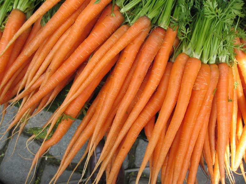 Gesund und vielseitig einsetzbar: Karotten