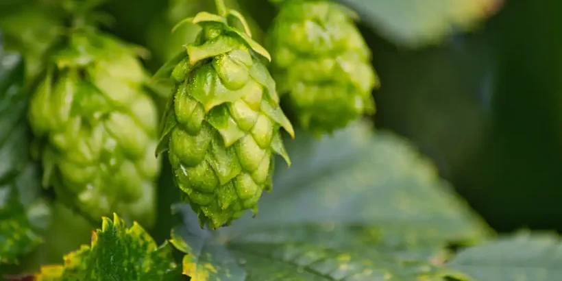 Hopfen