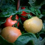 Rot und gesund: Tomaten wachsen sogar auf dem Balkon