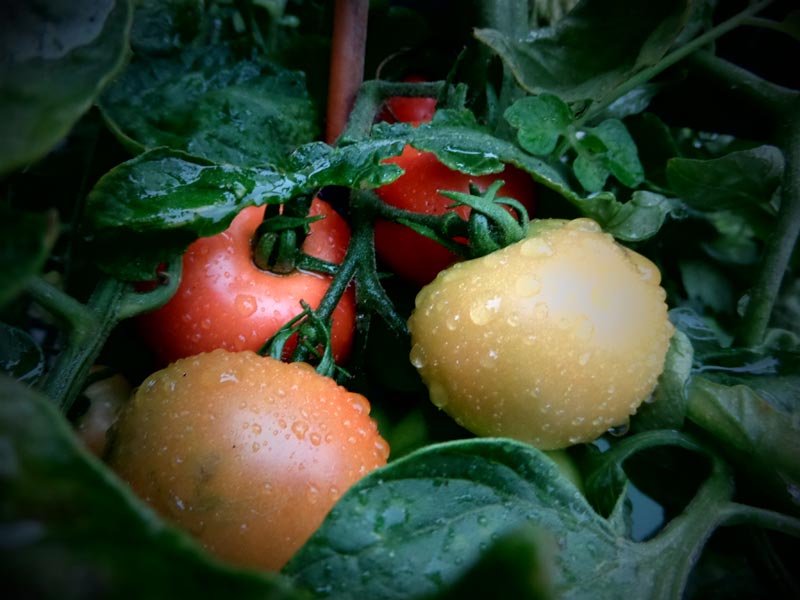 Rot und gesund: Tomaten wachsen sogar auf dem Balkon