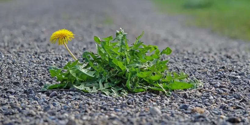 Eine Löwenzahn Pflanze durchbricht den Asphalt