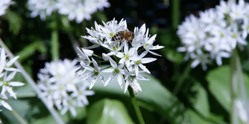 Eine Biene sitzt auf einer Bärlauch Blüte im Frühling.