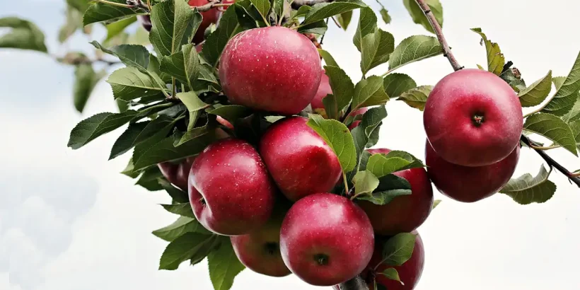 Roter Apfel an einem Baum